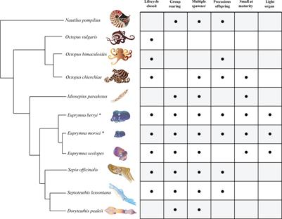 Lifecycle, culture, and maintenance of the emerging cephalopod models Euprymna berryi and Euprymna morsei